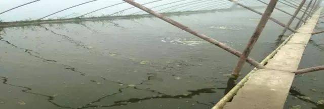 大棚虾蓝藻，养殖环境的新挑战与对策