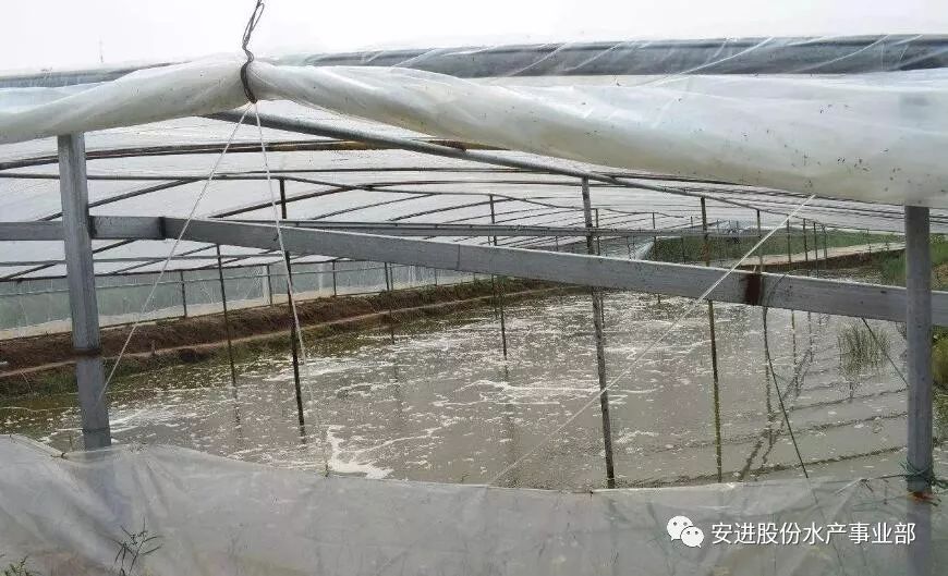 苏州大棚养殖对虾，探索与实践