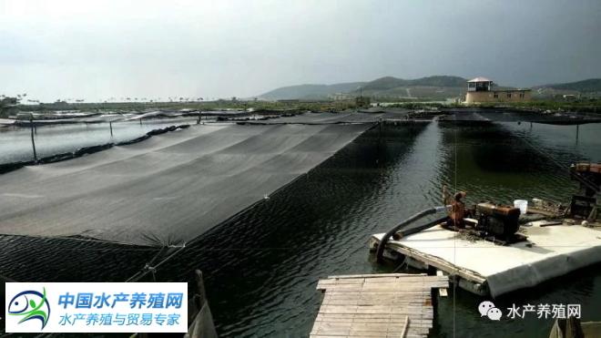 大棚养殖下的海参皮子透明度研究