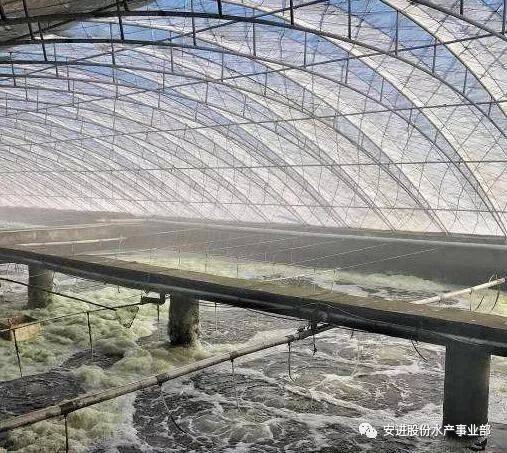 我想大棚水产养殖对虾，探索与前景展望