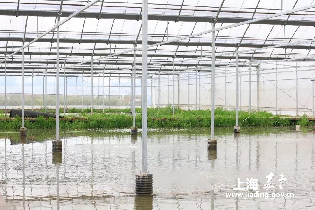 大棚虾与露天虾的区别，养殖环境、生长条件与品质差异