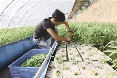 大棚养殖黑鱼的周期与要素解析