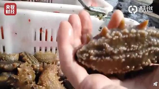 大棚养海参，不同情况下的化苗现象研究