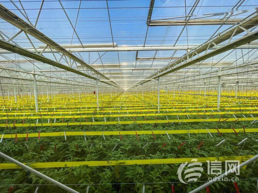 胶州万亩大棚，农业现代化的璀璨明珠