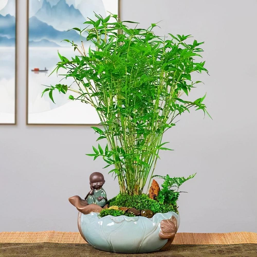 竹子的品种与特点