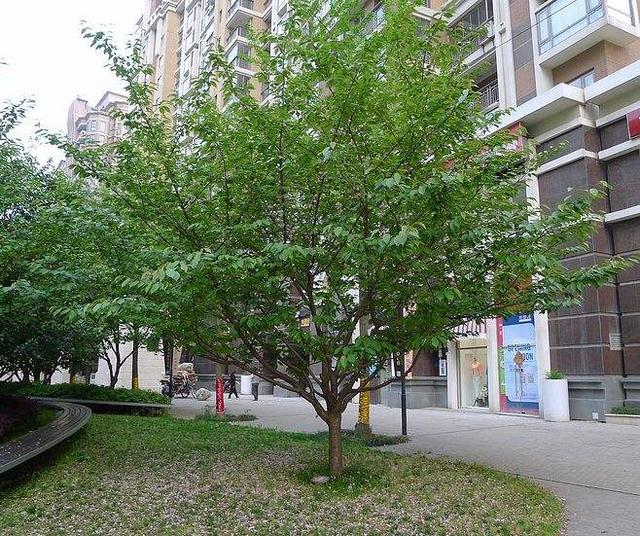 高大小区树木品种及其重要性