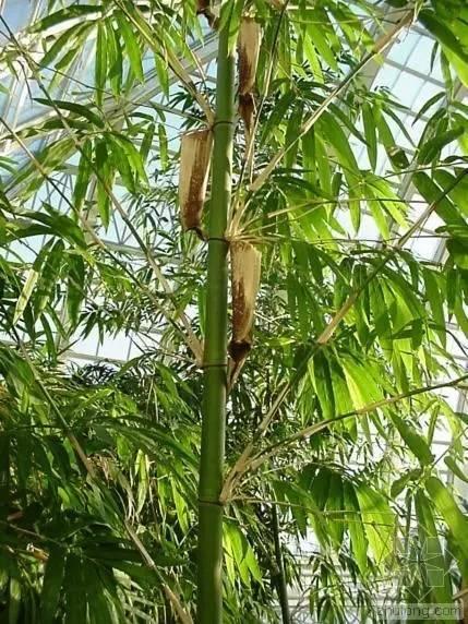 庭院种植竹子的品种选择