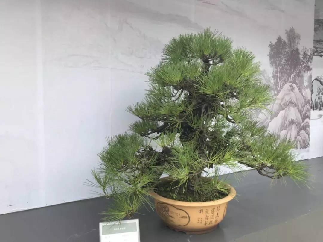 桂花品种繁多，色彩缤纷，香气迷人，是中国园林中不可或缺的重要元素。本文将介绍几种常见的桂花品种及其特点，并附上相关图片，以便读者更好地了解和欣赏桂花的美丽。