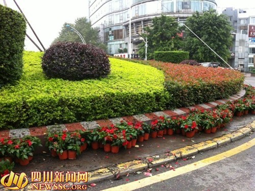 园林花卉新品种，推动城市绿化进程的关键力量