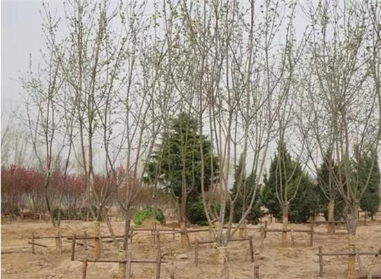 丰花玉兰品种批发价格分析