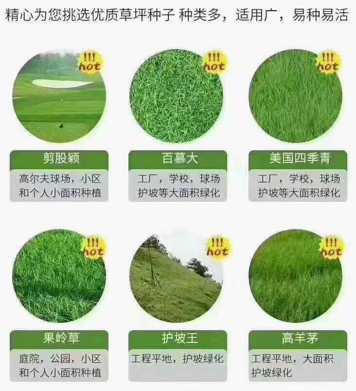 花园草坪品种排名，探寻最佳绿色之选