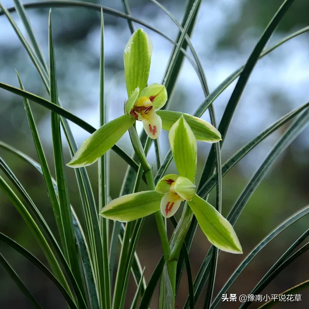 河南兰花品种丰富，独特的地理环境和气候条件孕育了众多兰花品种，深受国内外兰友喜爱。本文将详细介绍河南出产的兰花品种，带您领略河南兰花的魅力。