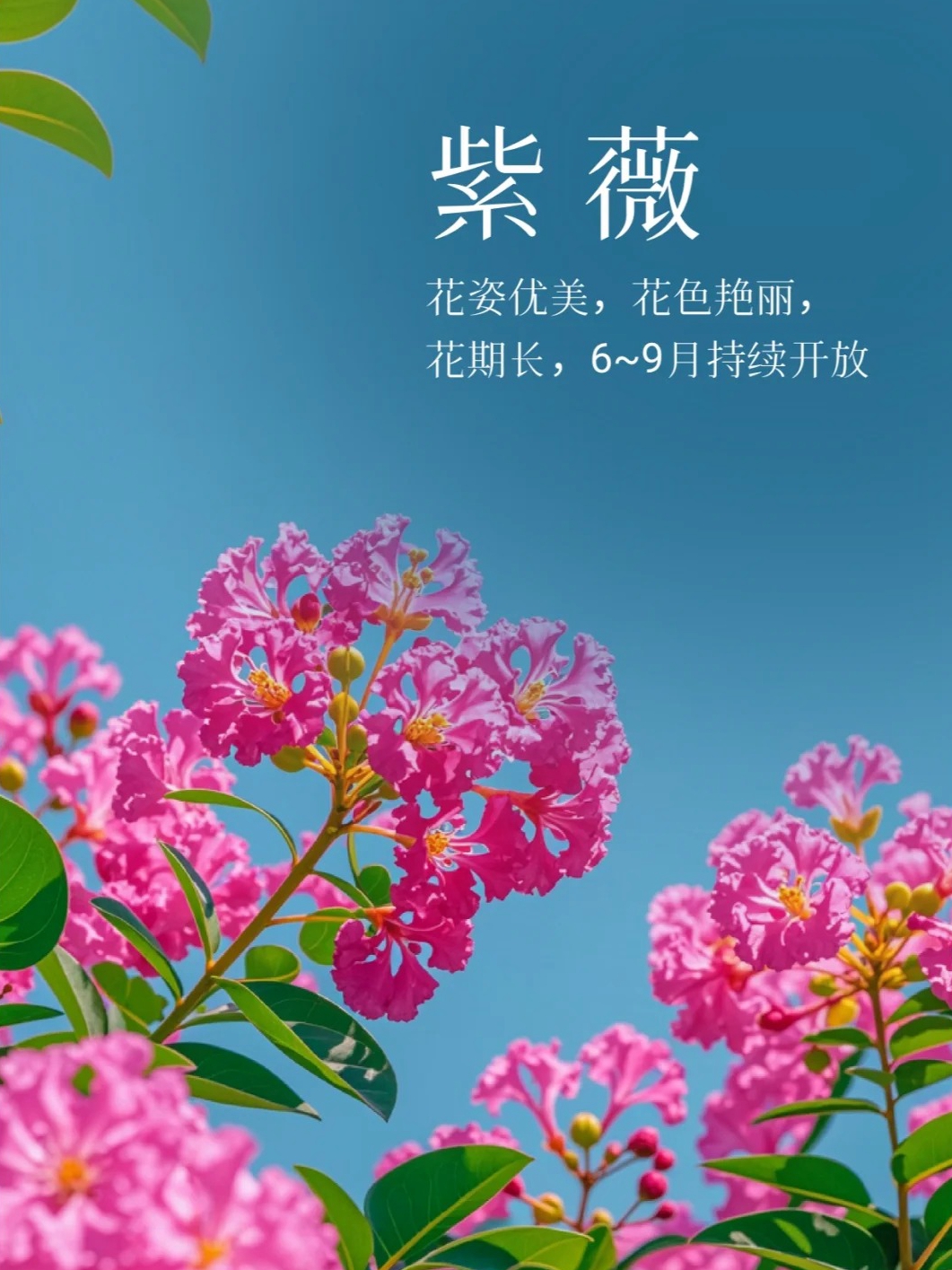 最新紫薇品种，探索与赏析