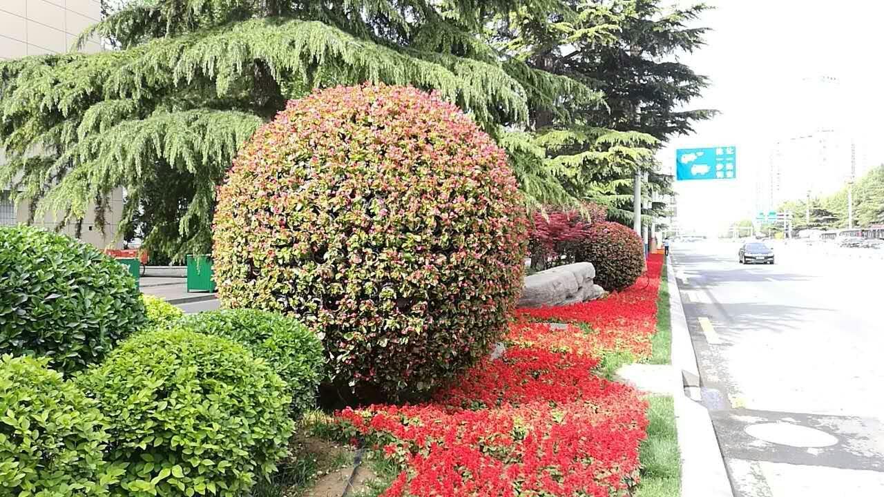 红叶石楠最红的品种，探索色彩之美的极致