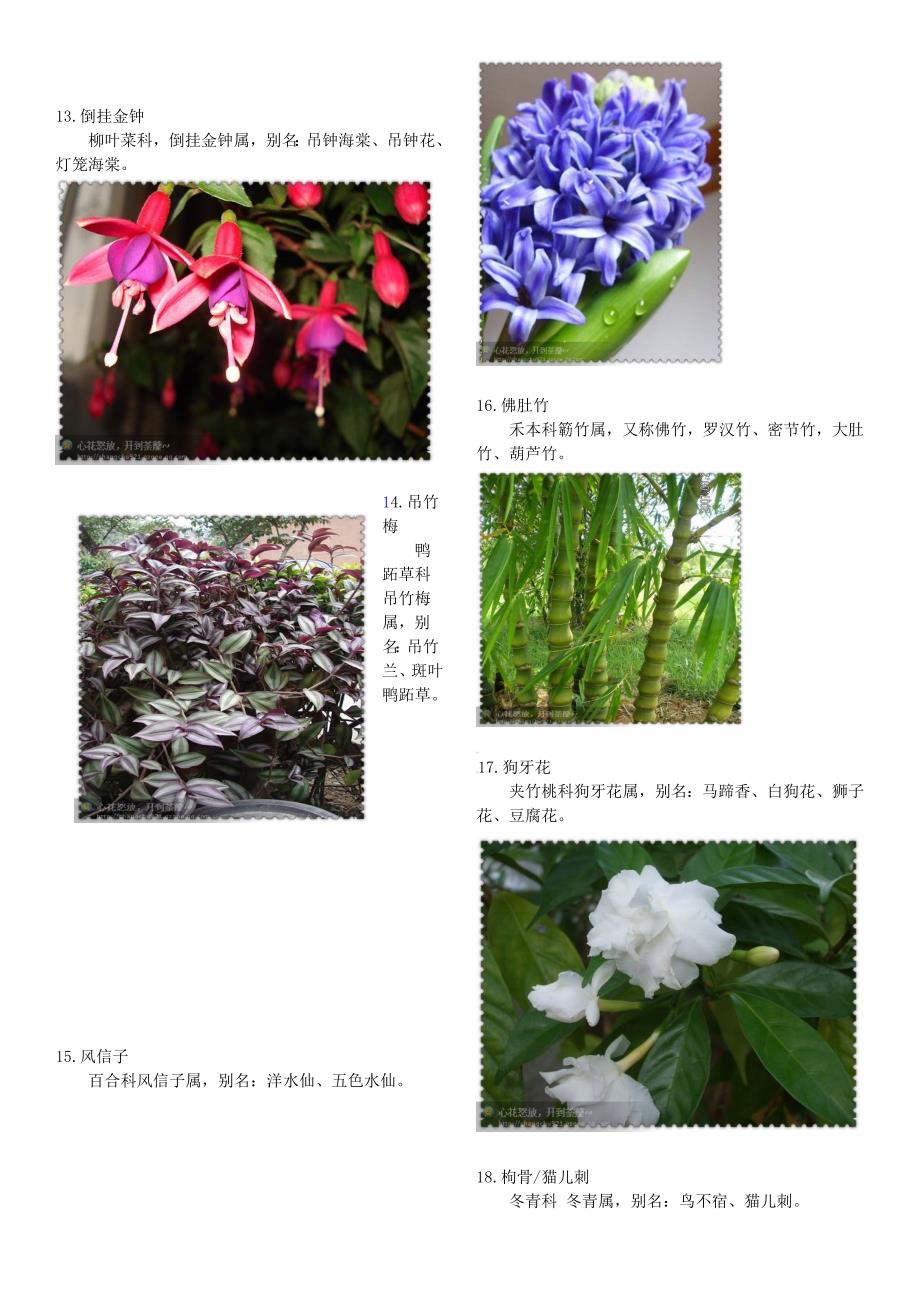 学校绿化植物品种大全，探索校园中的绿色宝藏