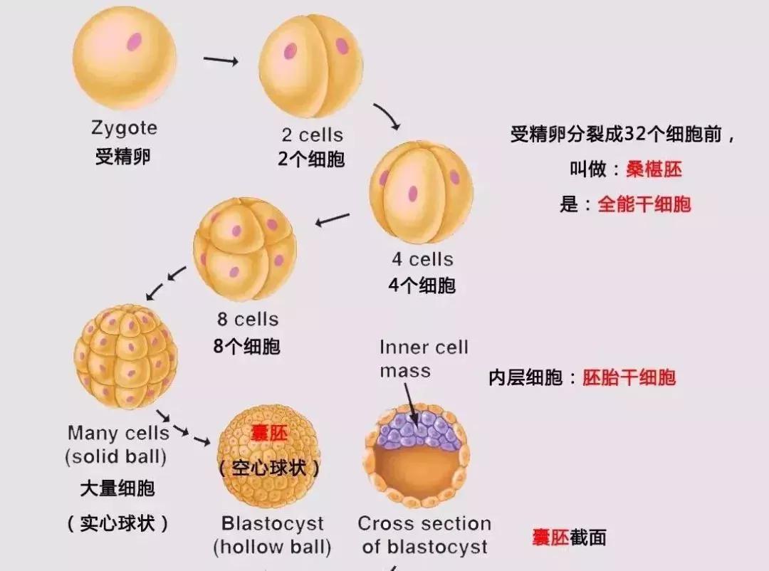 取卵后几天知道胚胎，试管婴儿过程中的关键节点