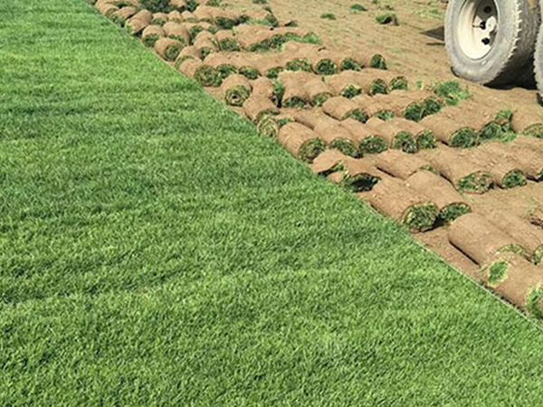 南京高羊茅草坪品种齐全——优质草种的选择与草坪建设的重要性