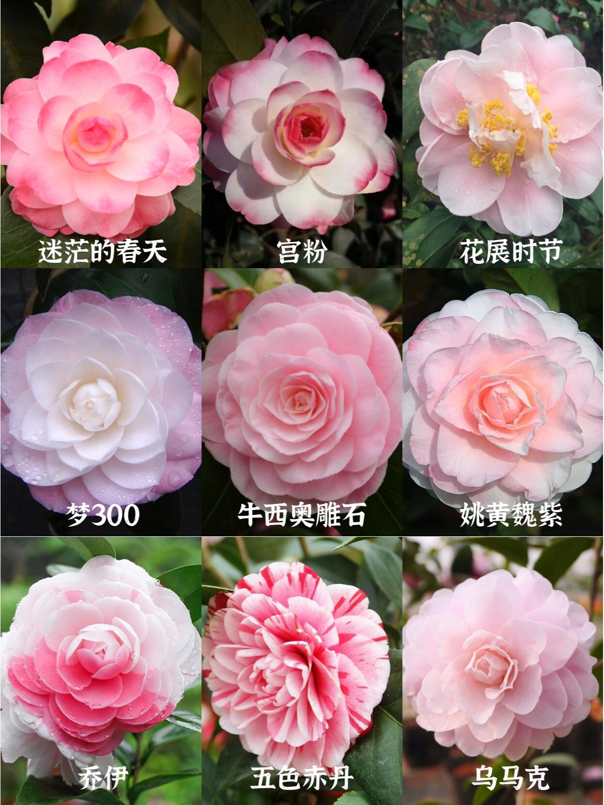 茶花树品种排名及其独特魅力