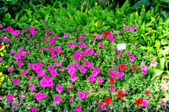 国庆草花品种，绚丽多彩的庆典之花